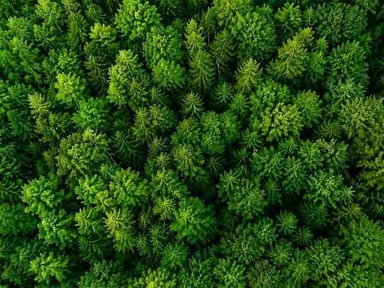 card_image_wald